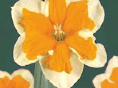   Нарцис (Narcissus) Orangery